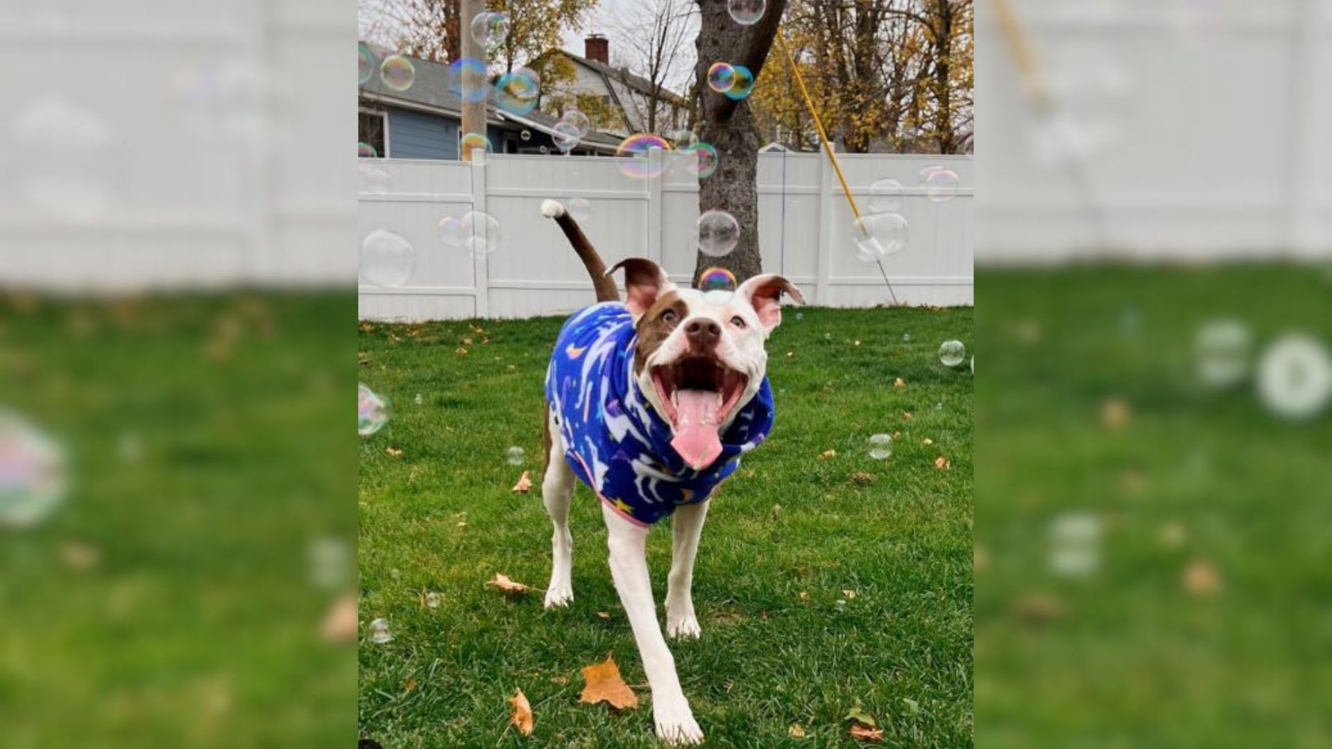 This Pittie Has Two Completely Different Personalities And The Reason Is Shocking