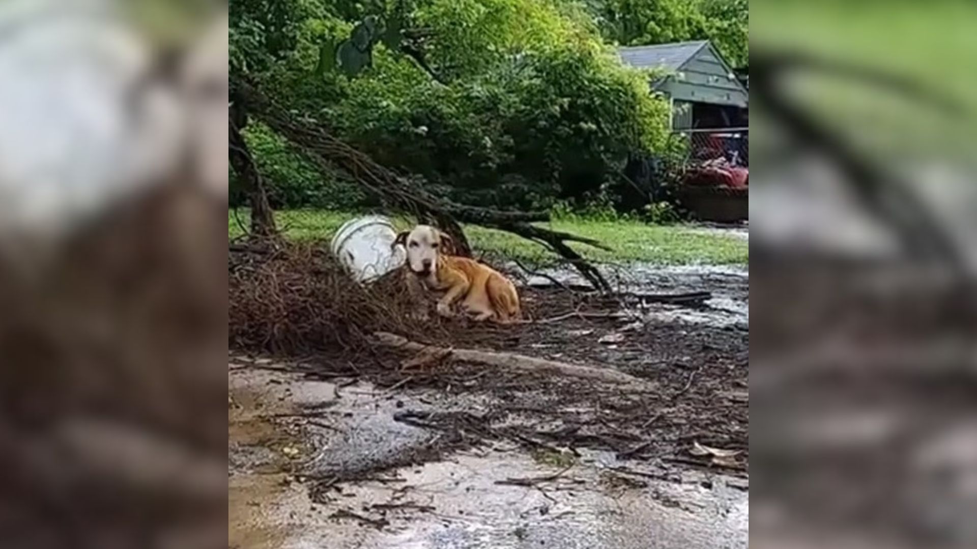 This Pregnant Dog Was Cruelly Chained Outside Of Her House During Heavy Rains And Storms