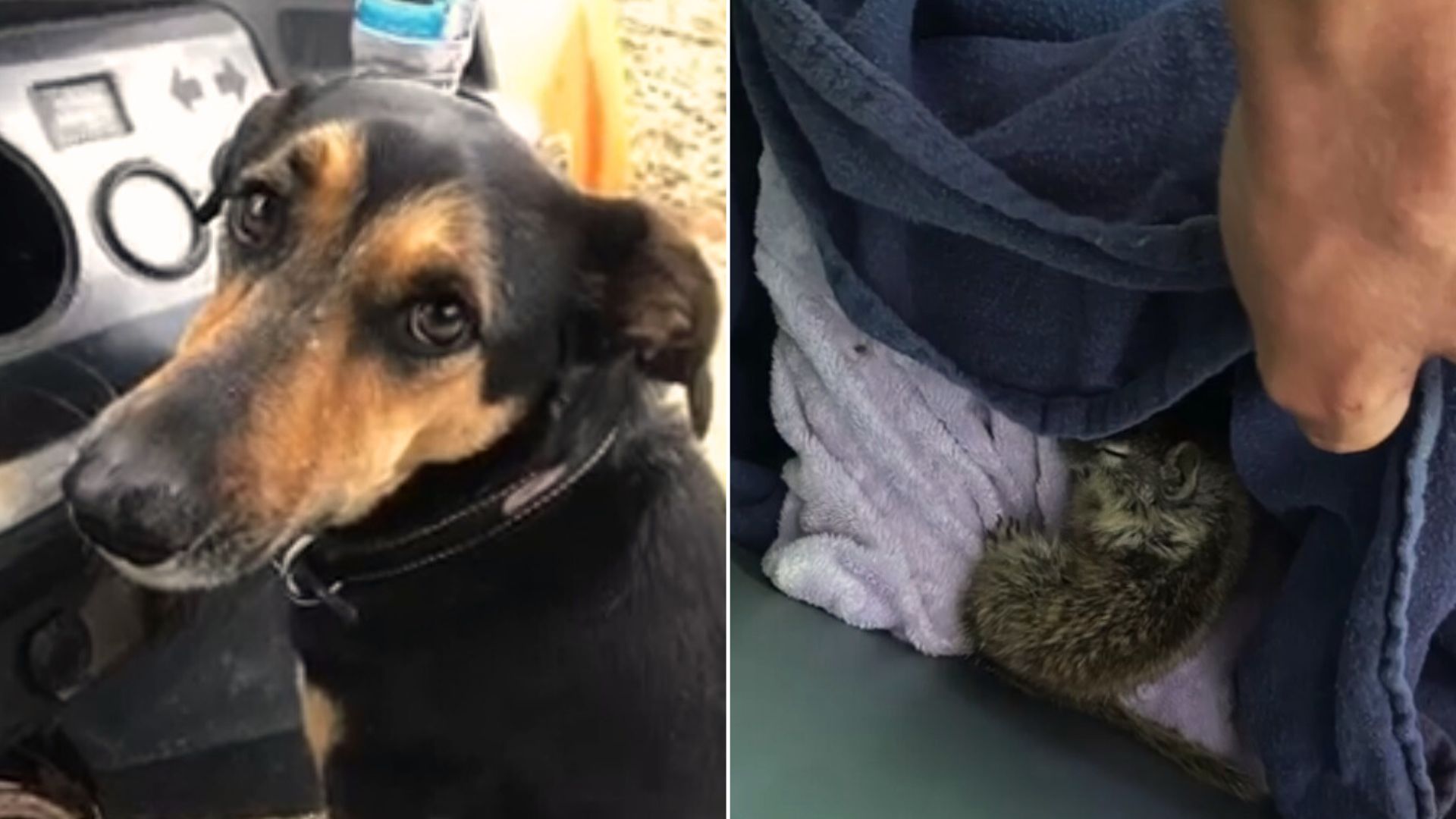 Owners Couldn’t Believe What Their Dog Brought Back From The Forest