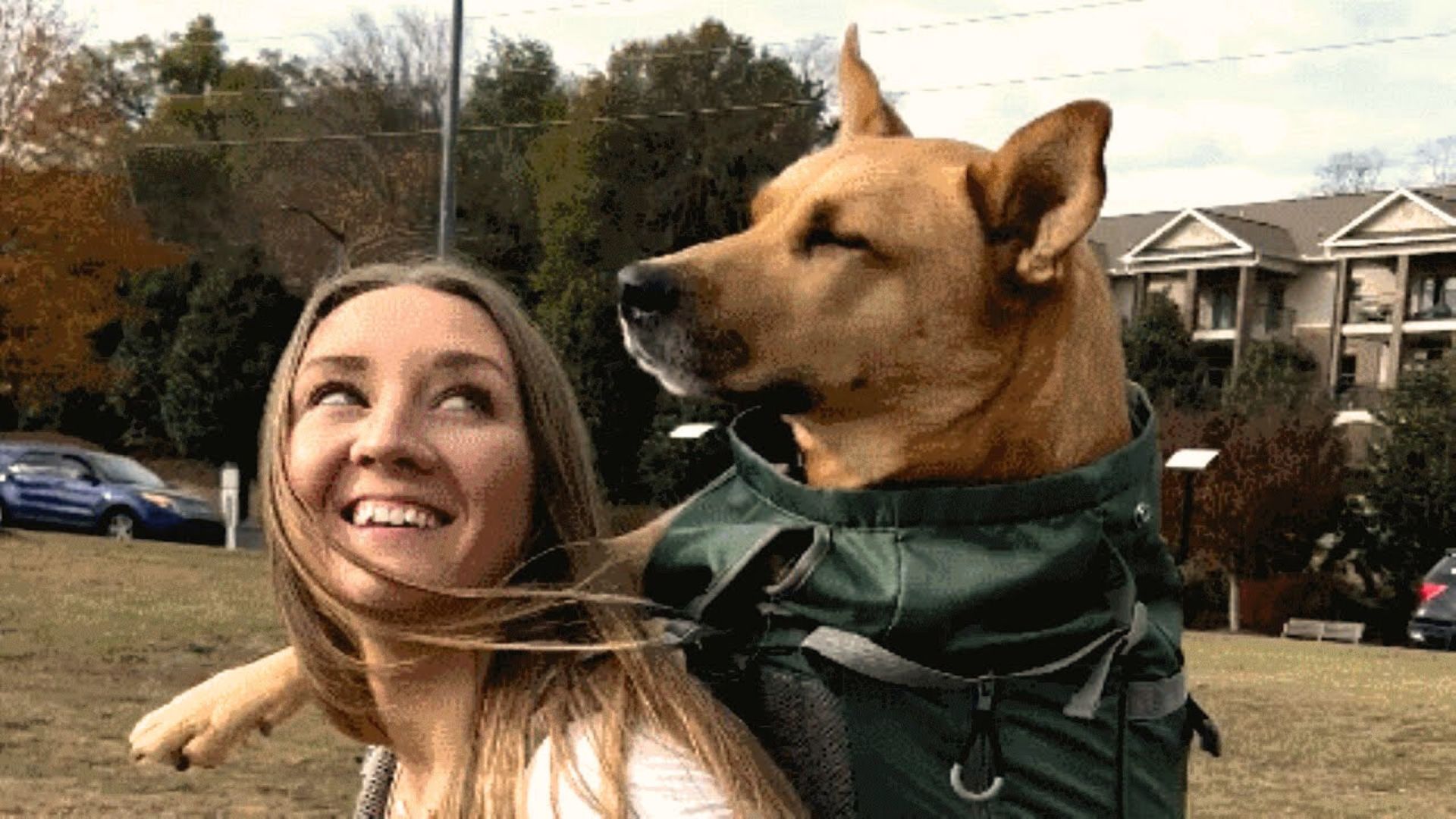 Family From Virginia Adopted The Sweetest Dog Only To Learn Something Completely Heartbreaking