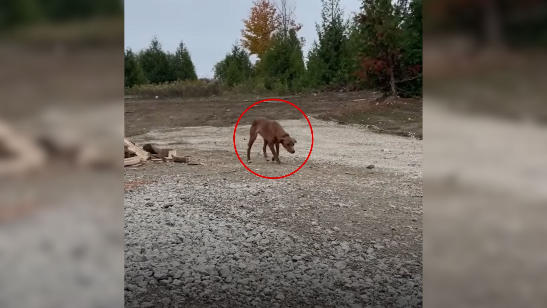 Stray Dog Enters A Couple’s House In Search Of A Shelter, Only To Find Her Forever Home