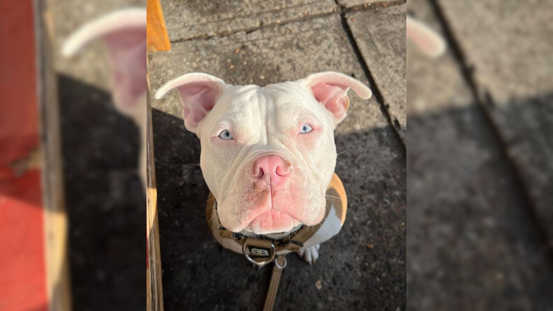 Woman Saves A Pup From Having Her Ears Cut And Discovers Something Special About Her