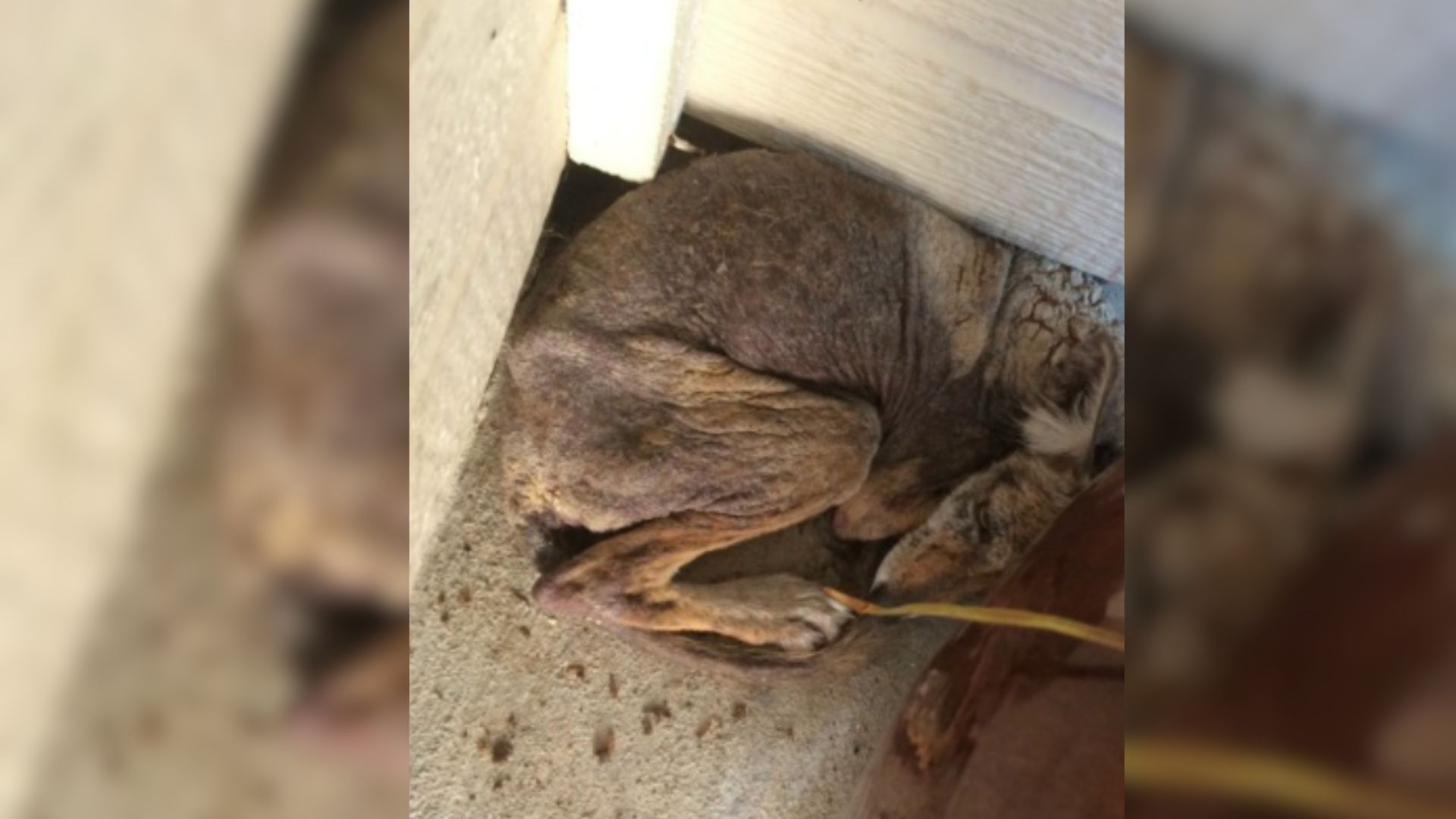 Woman Tried To Help A Dog Hiding Under Her Porch Only To Learn It Was Not A Dog At All