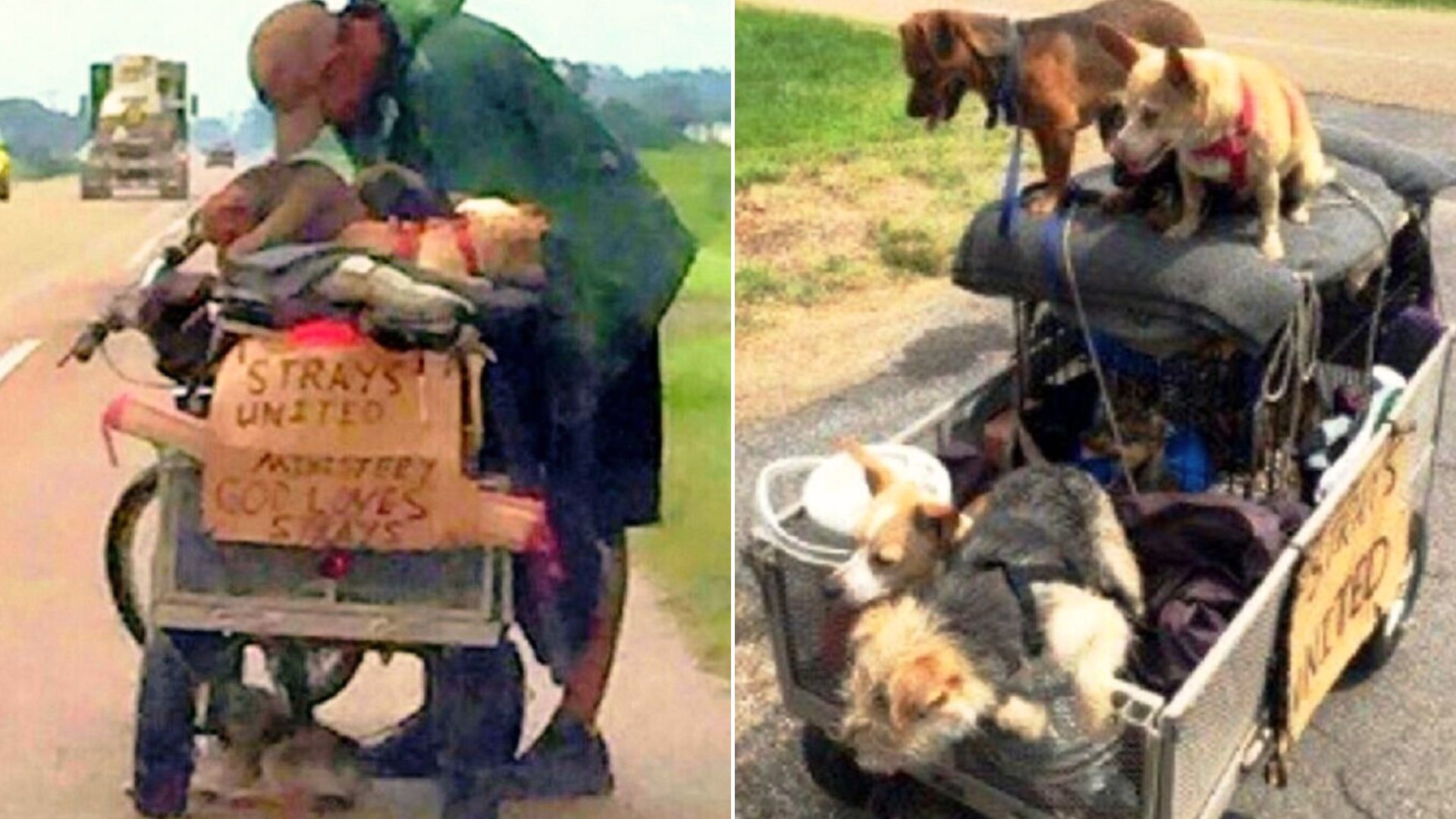 Woman Was Surprised To See A Man Pushing A Cart Filled With Dogs So She Decided To Learn His Story