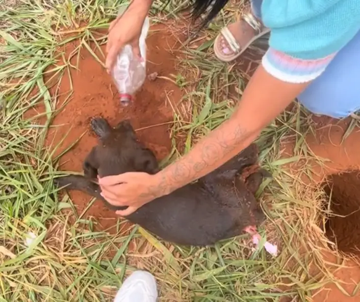 a woman pours water over a black puppy rescued from a hole