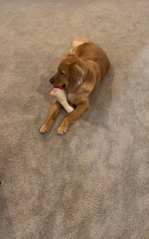 adorable brown dog sitting in the house