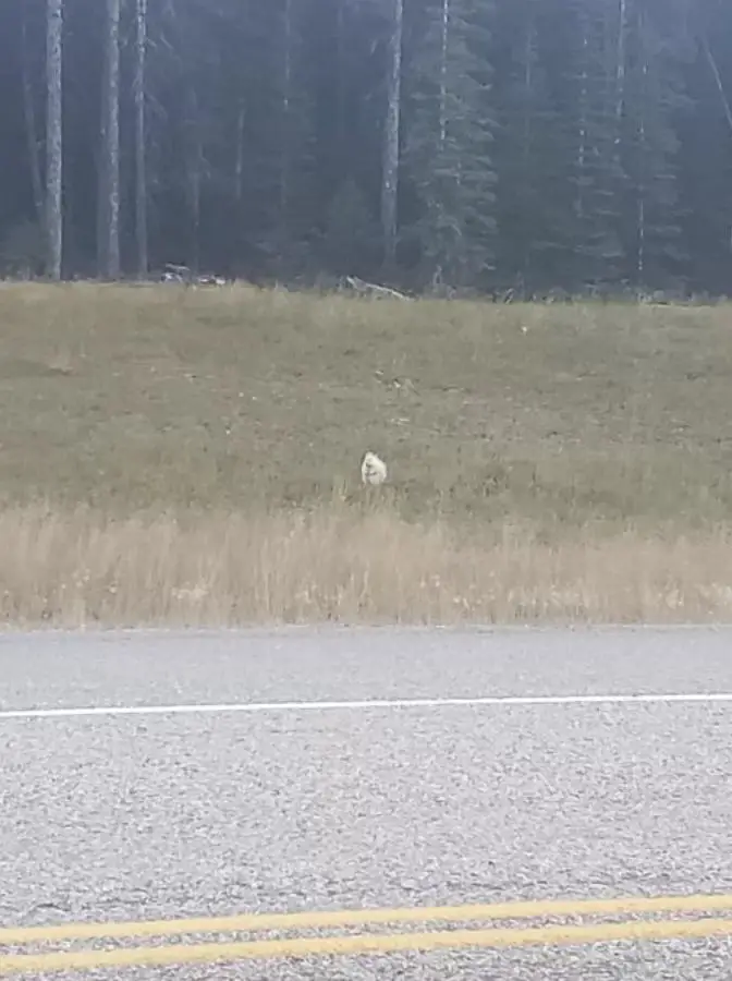 albino porcupine in distance