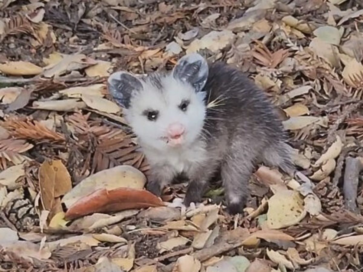 baby possum