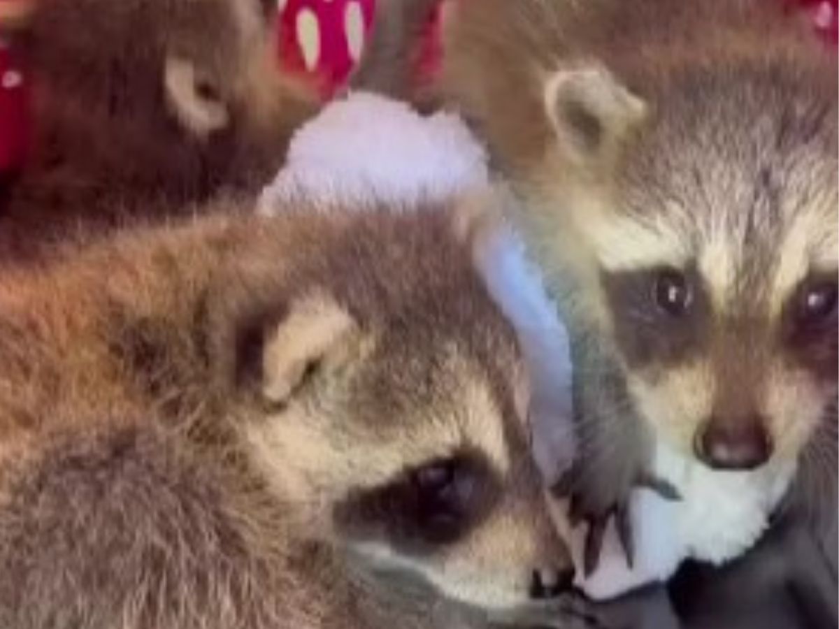 baby raccoons