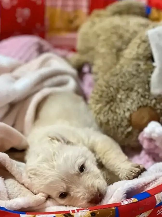 beautiful puppy laying