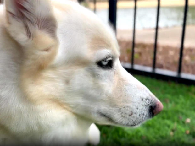 beautiful white dog