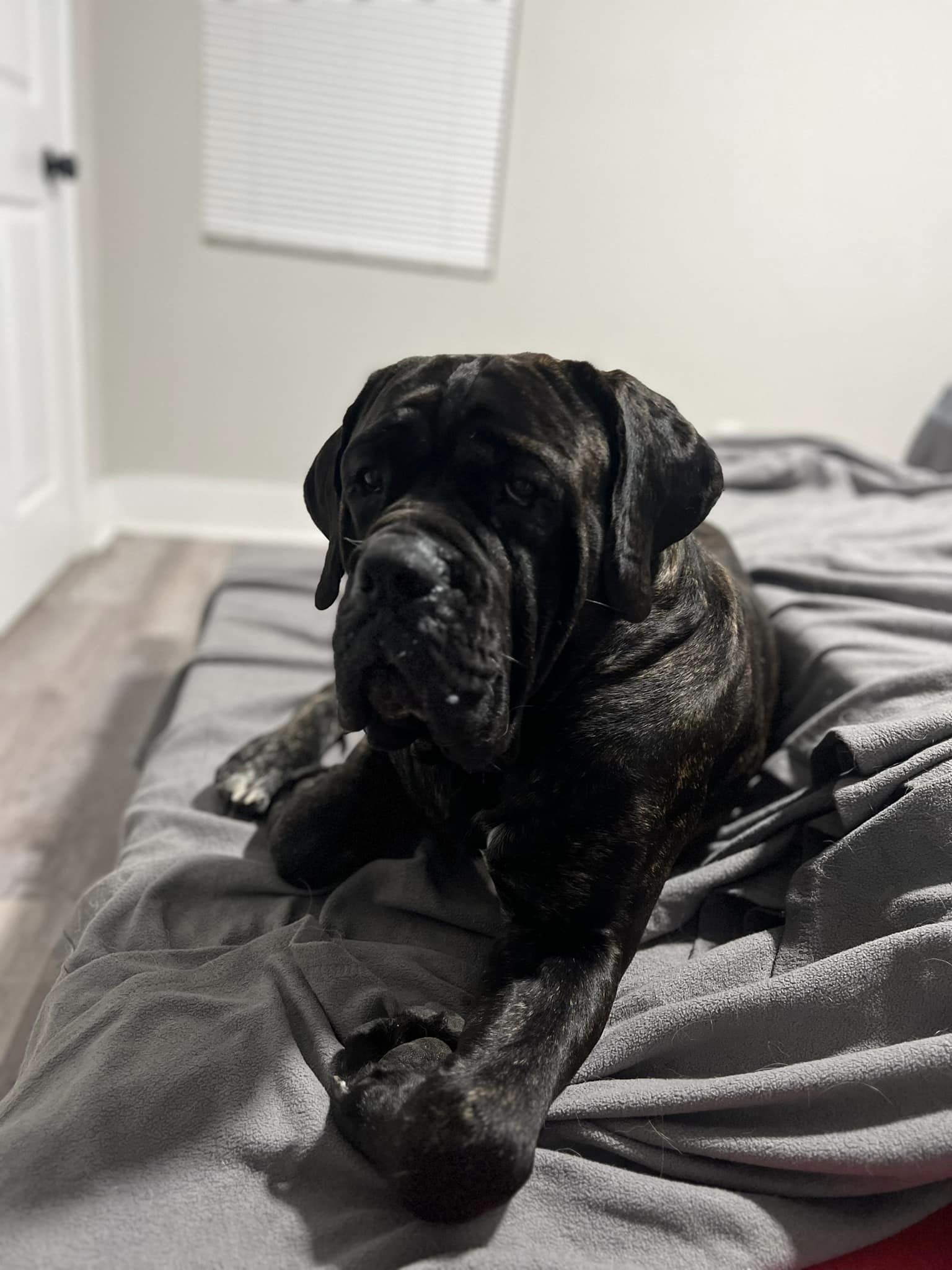 black dog laying on a bed