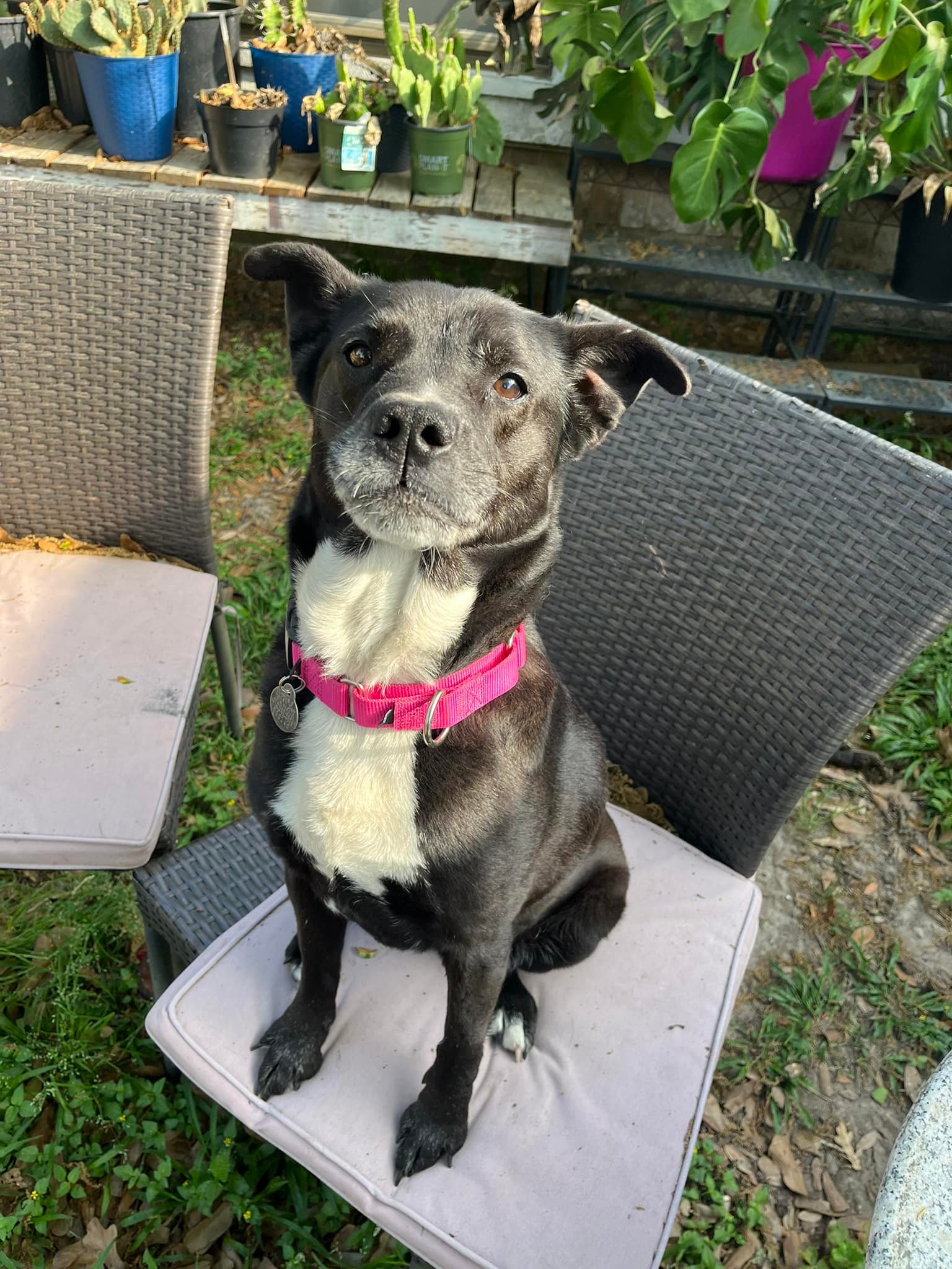 black dog on a chair