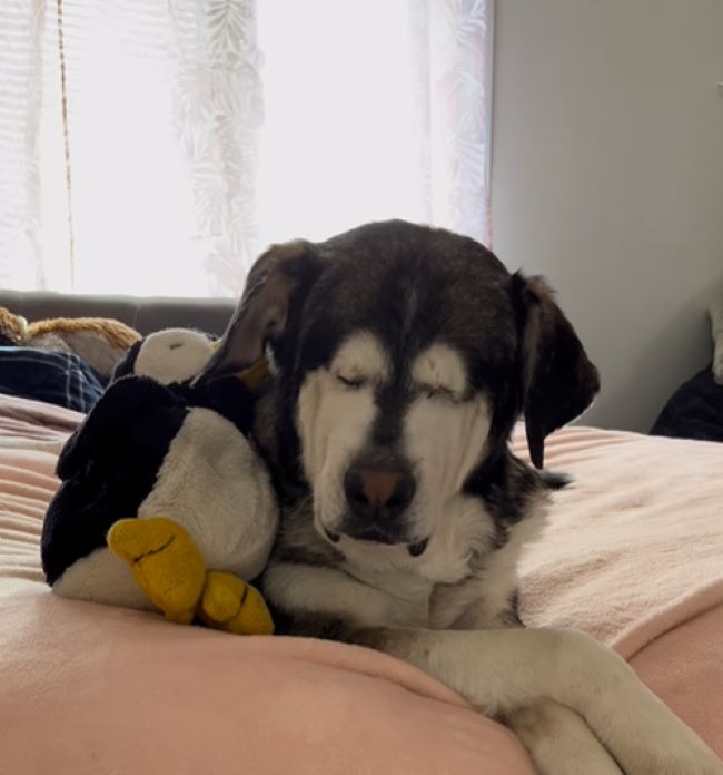 blind dog on bed