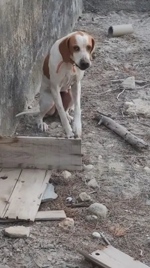 brown and white dog