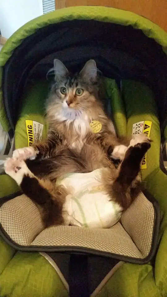 cat in diaper