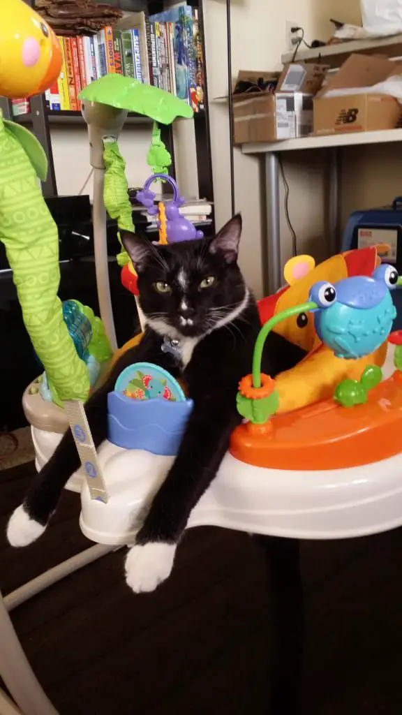 cat with toys