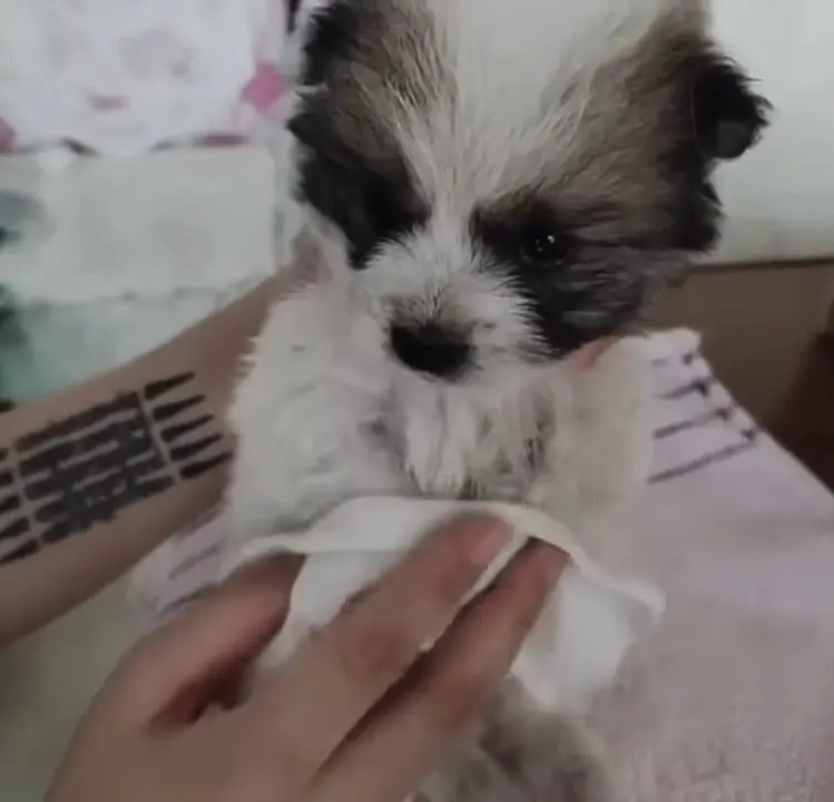 cleaning cute puppy