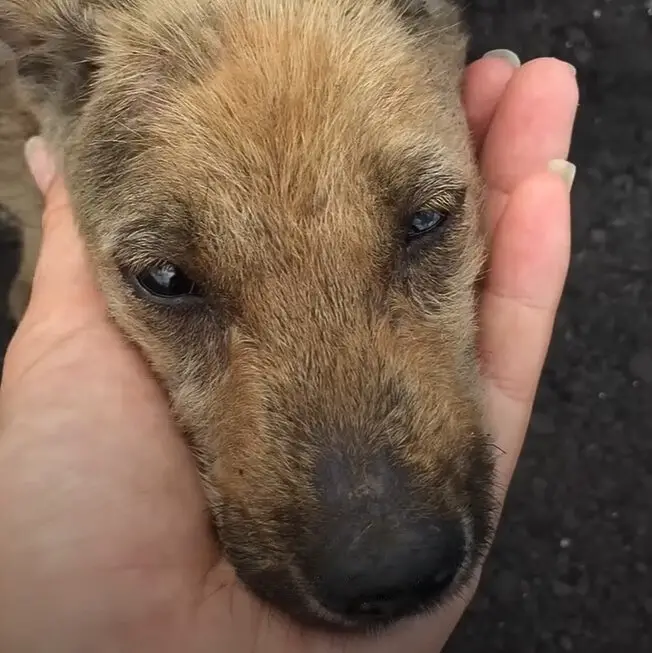 close-up photo of puppy's head