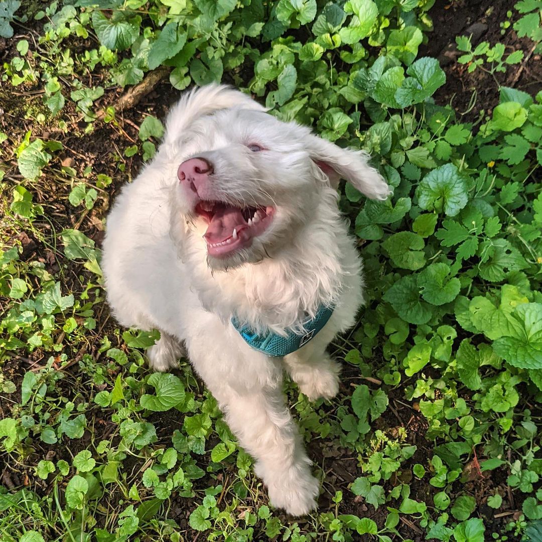 close view of blind and deaf dog