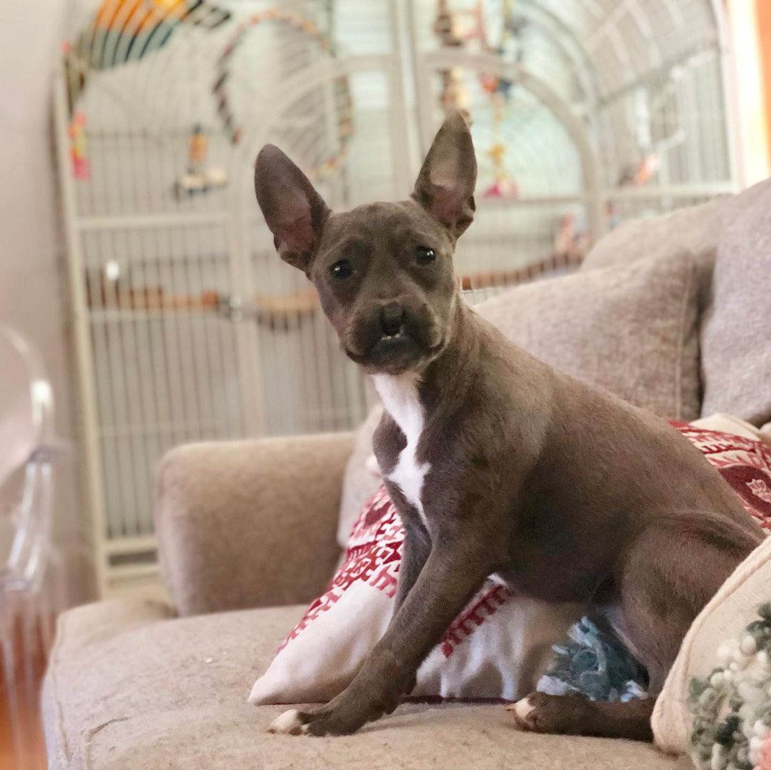 cute dog sitting on a couch