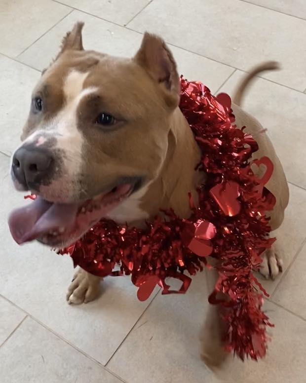 cute dog with Valentines necklace