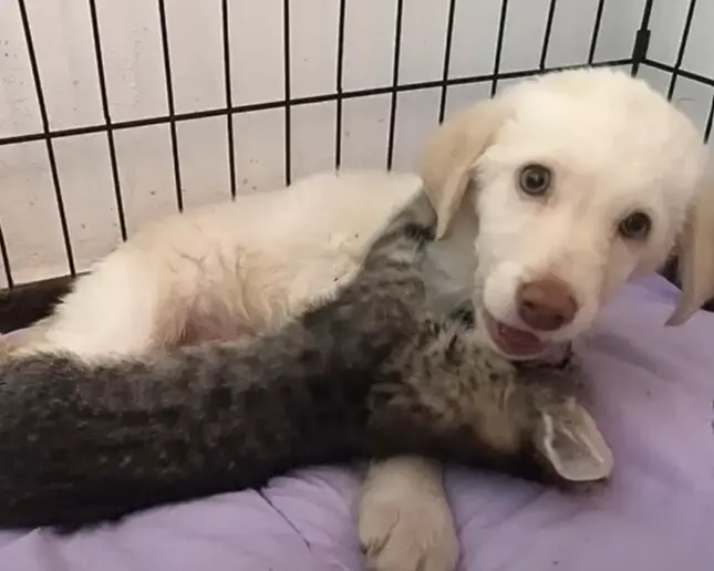 cute dog with cat playing