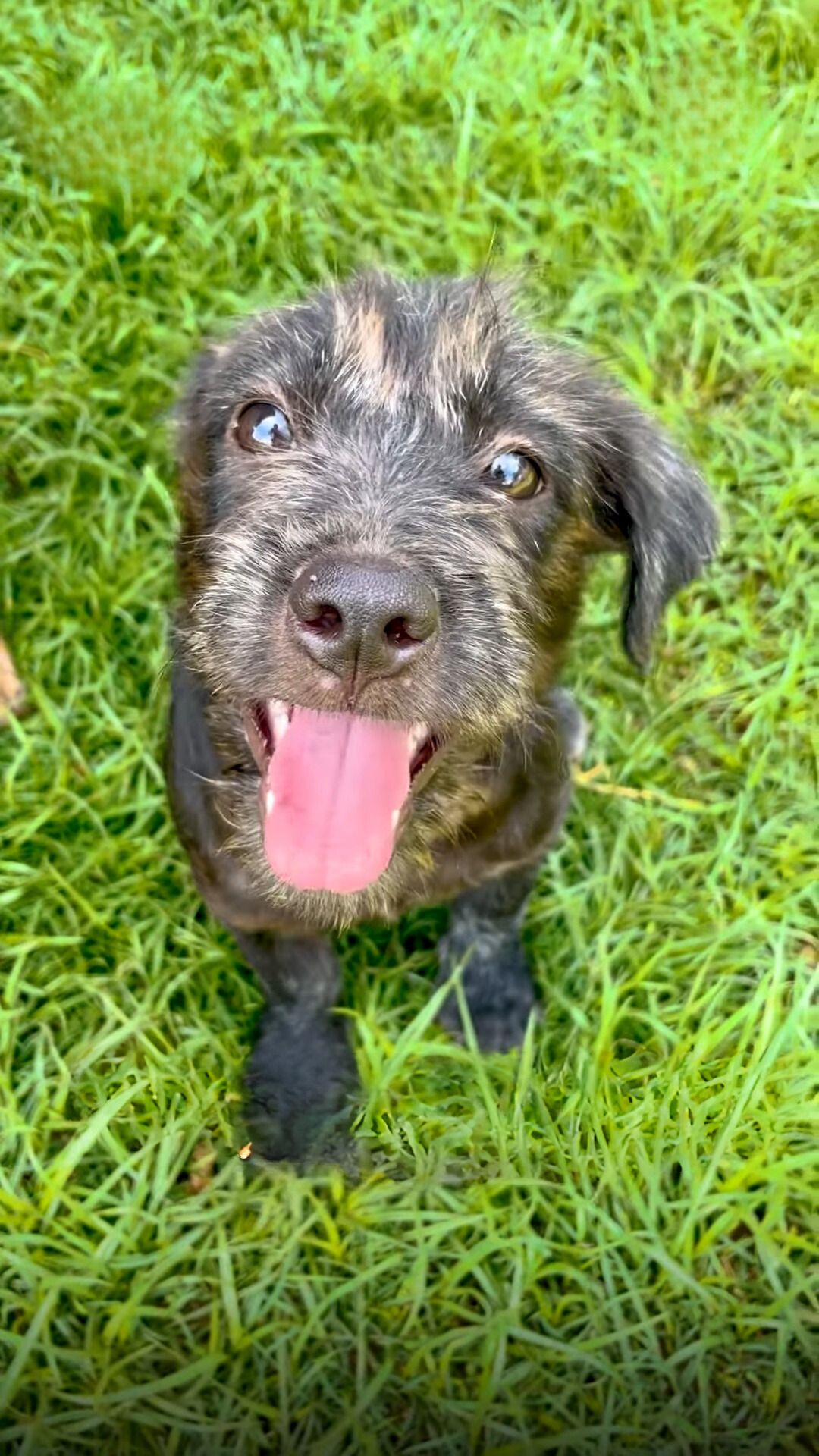 cute puppy with tongue out