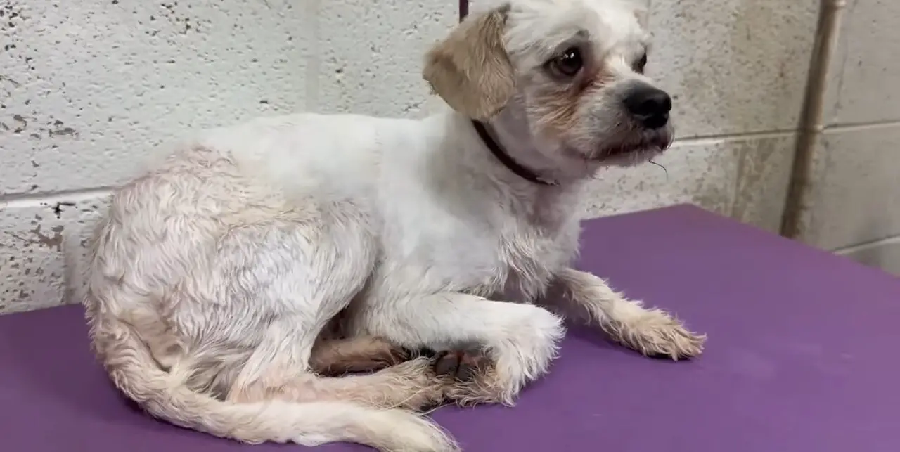 cute white abandoned dog