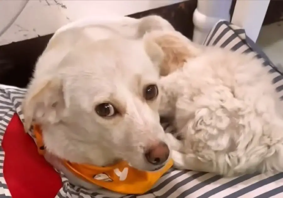 cute white dog laying