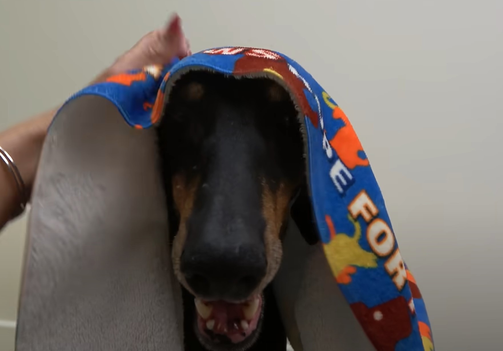 doberman under the blanket