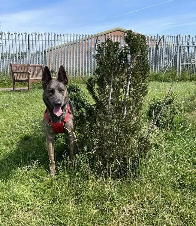 dog and bush