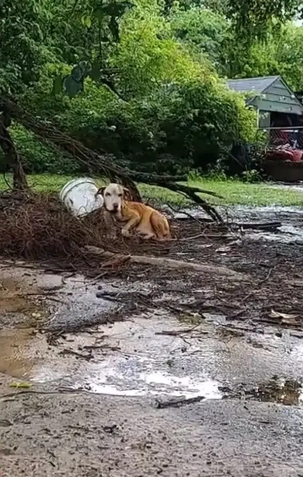 dog chained in the rain