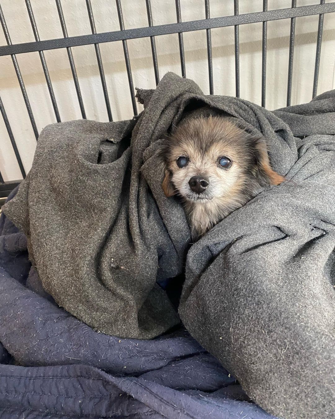 dog covered with gray blanket