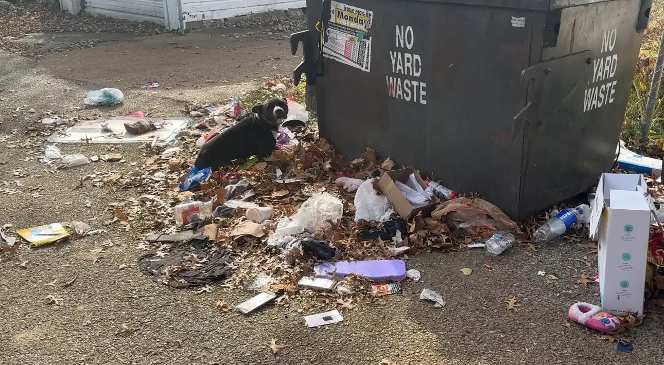 dog in garbage