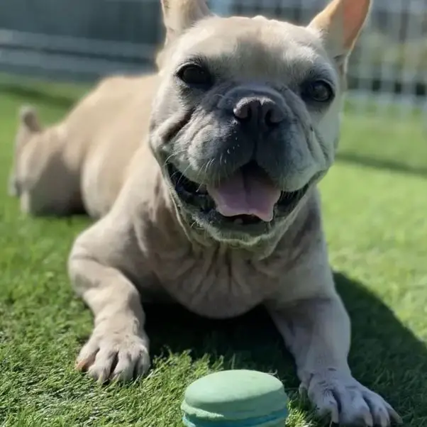 dog laughing on a grass