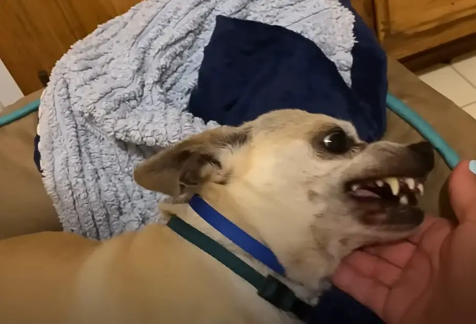 dog laying in the hands of the owner