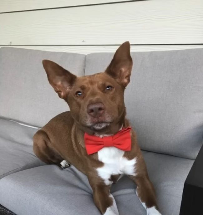 dog laying on a couch