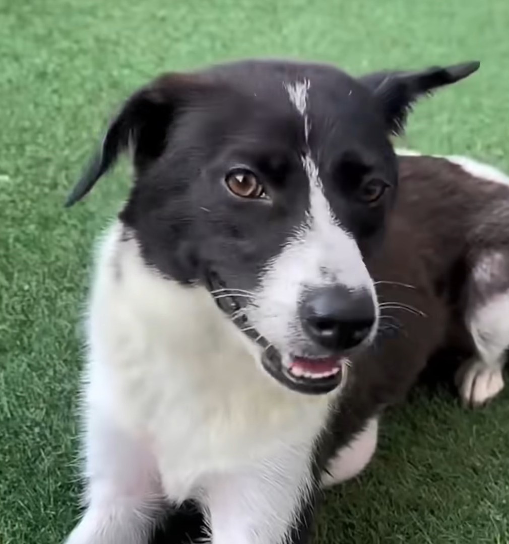 dog laying on a lawn