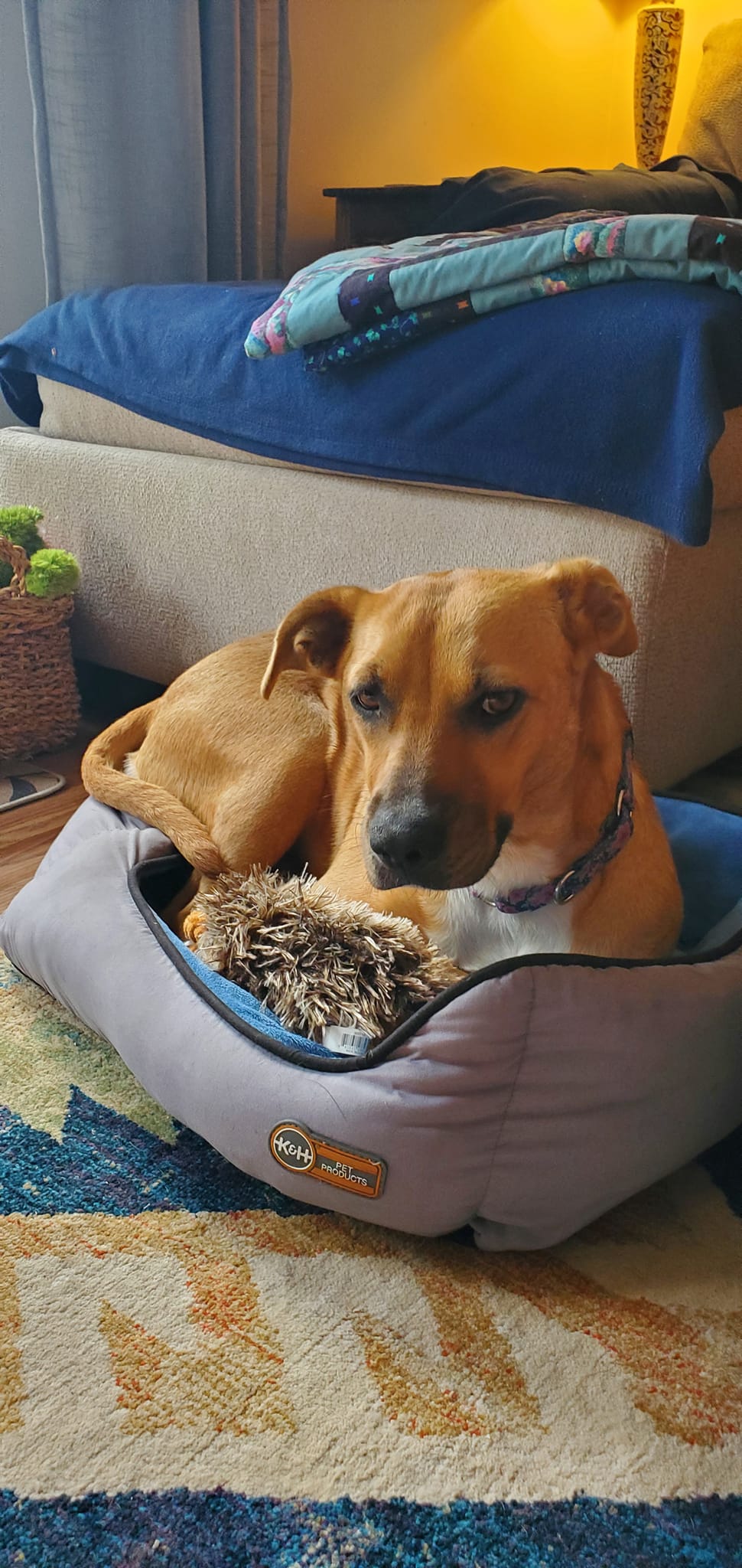 dog laying on the dogs bed