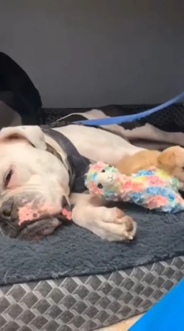 dog lying with a toy