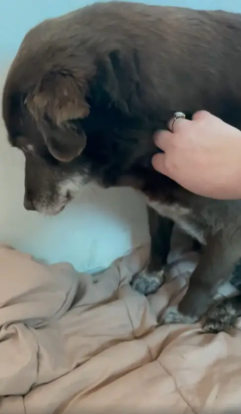 dog on bed refusing cuddles