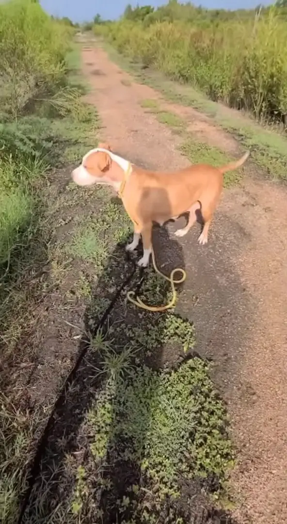 dog on the road by the field