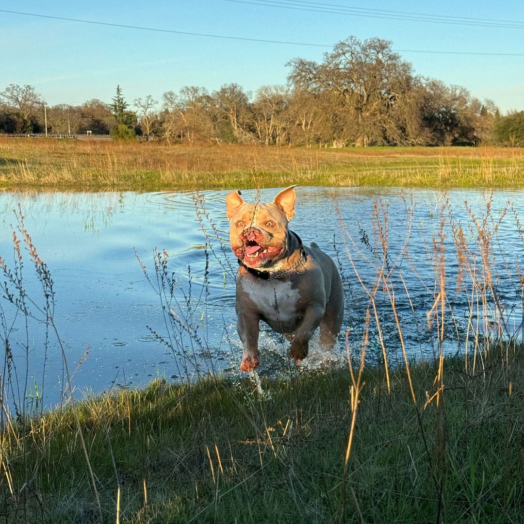 dog running by the lake