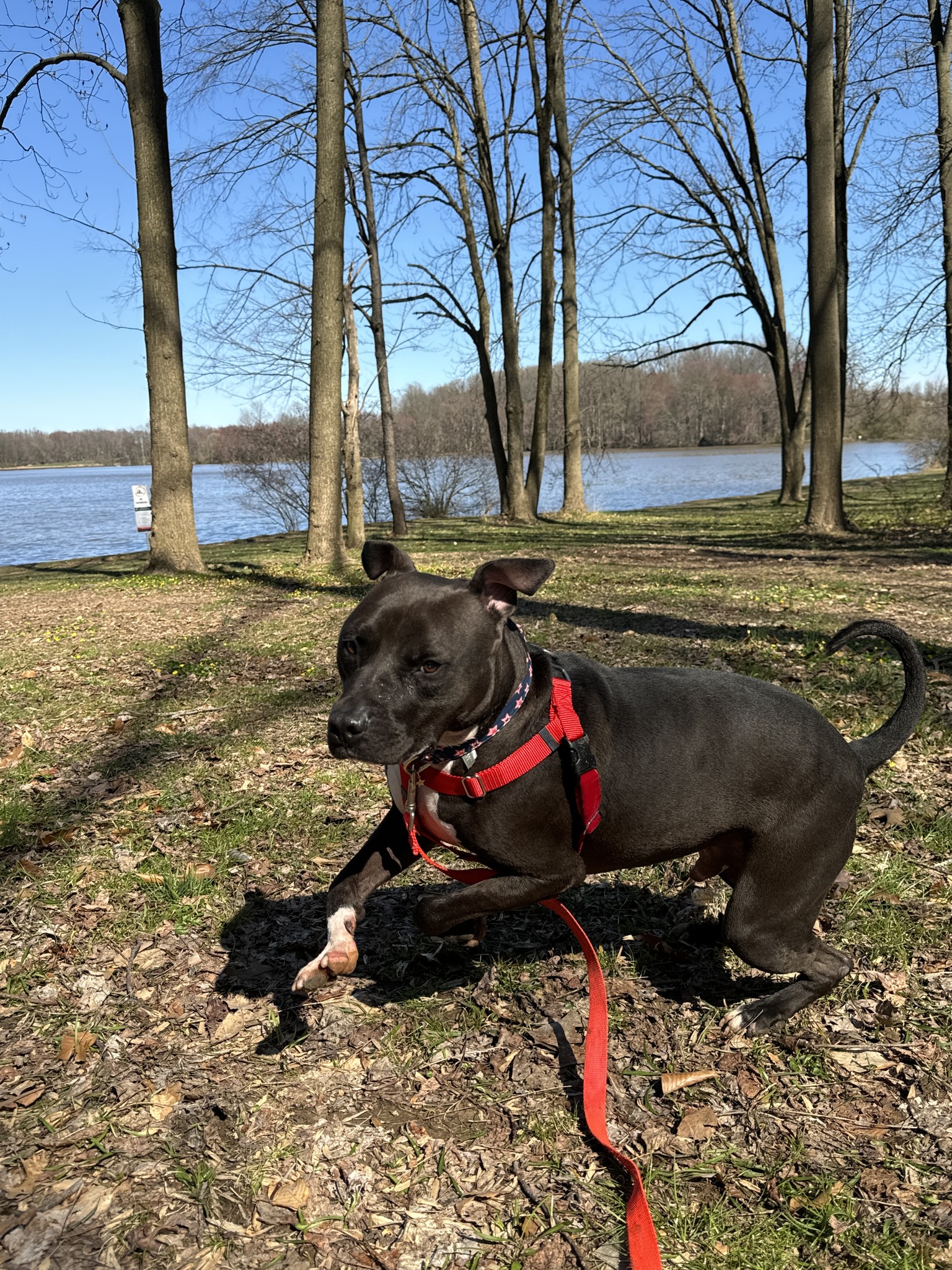 dog running in the park