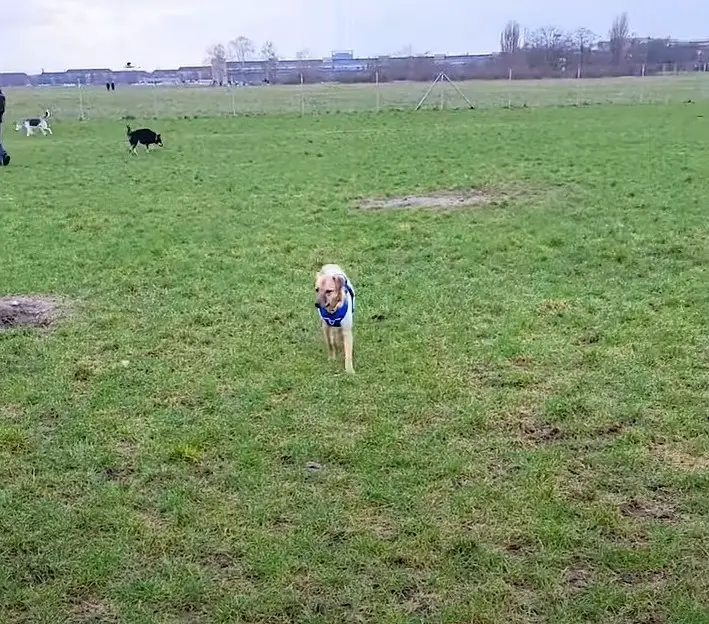 dog running on the field