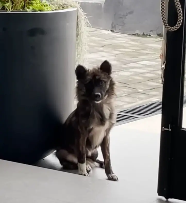 dog sitting by the door