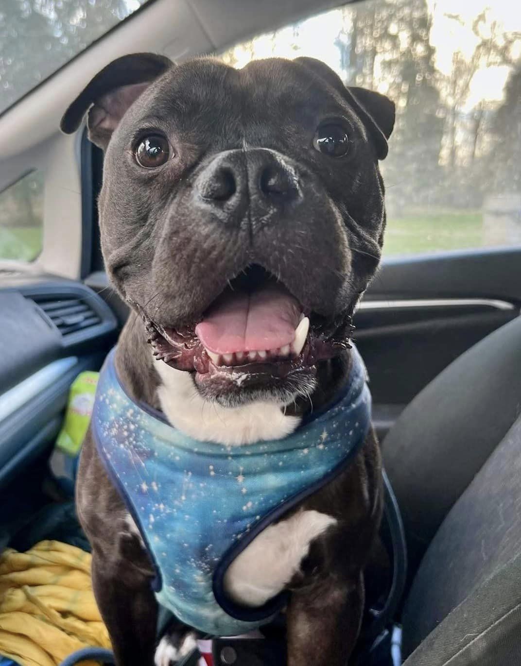 dog sitting in a car