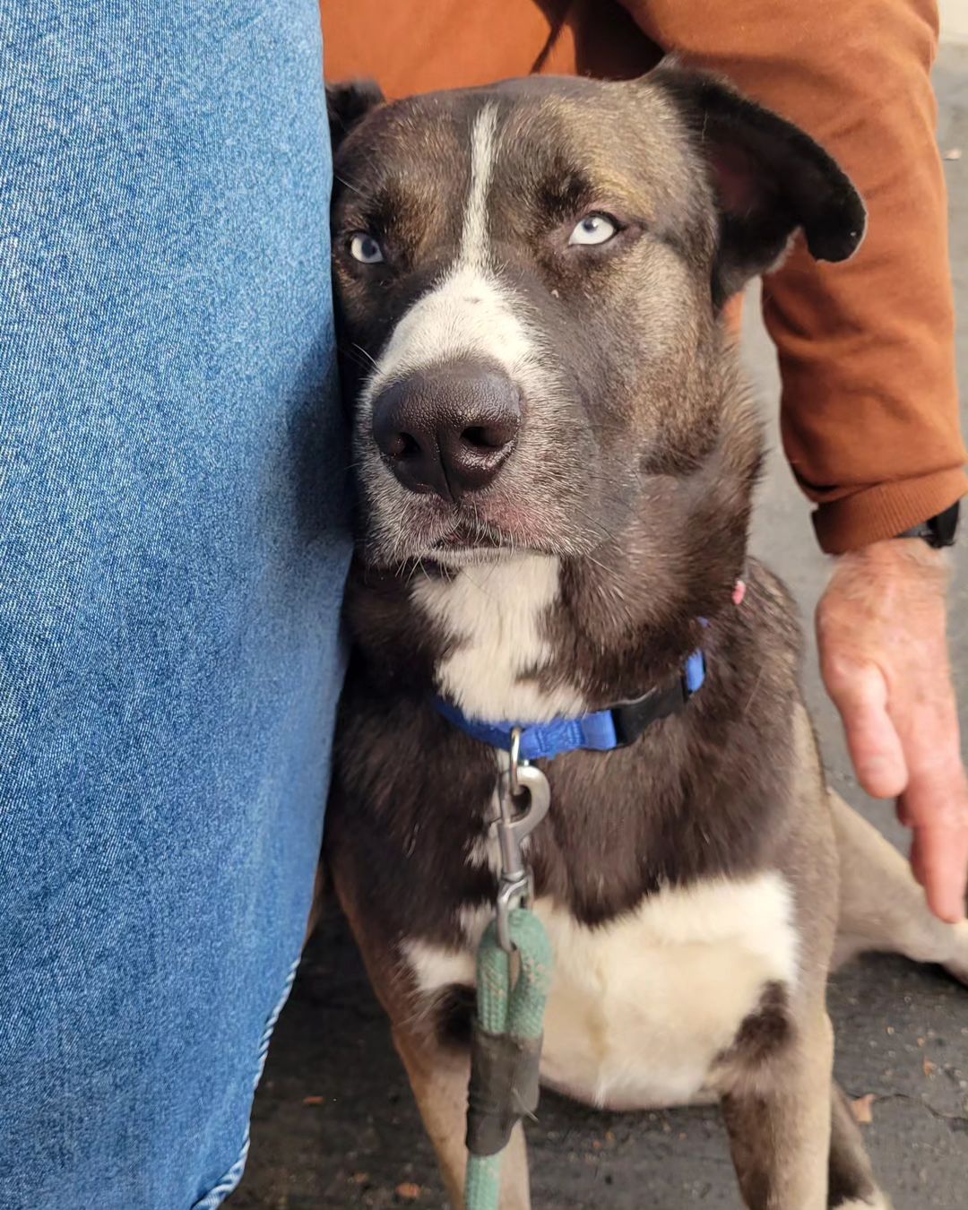 dog sitting next to a man