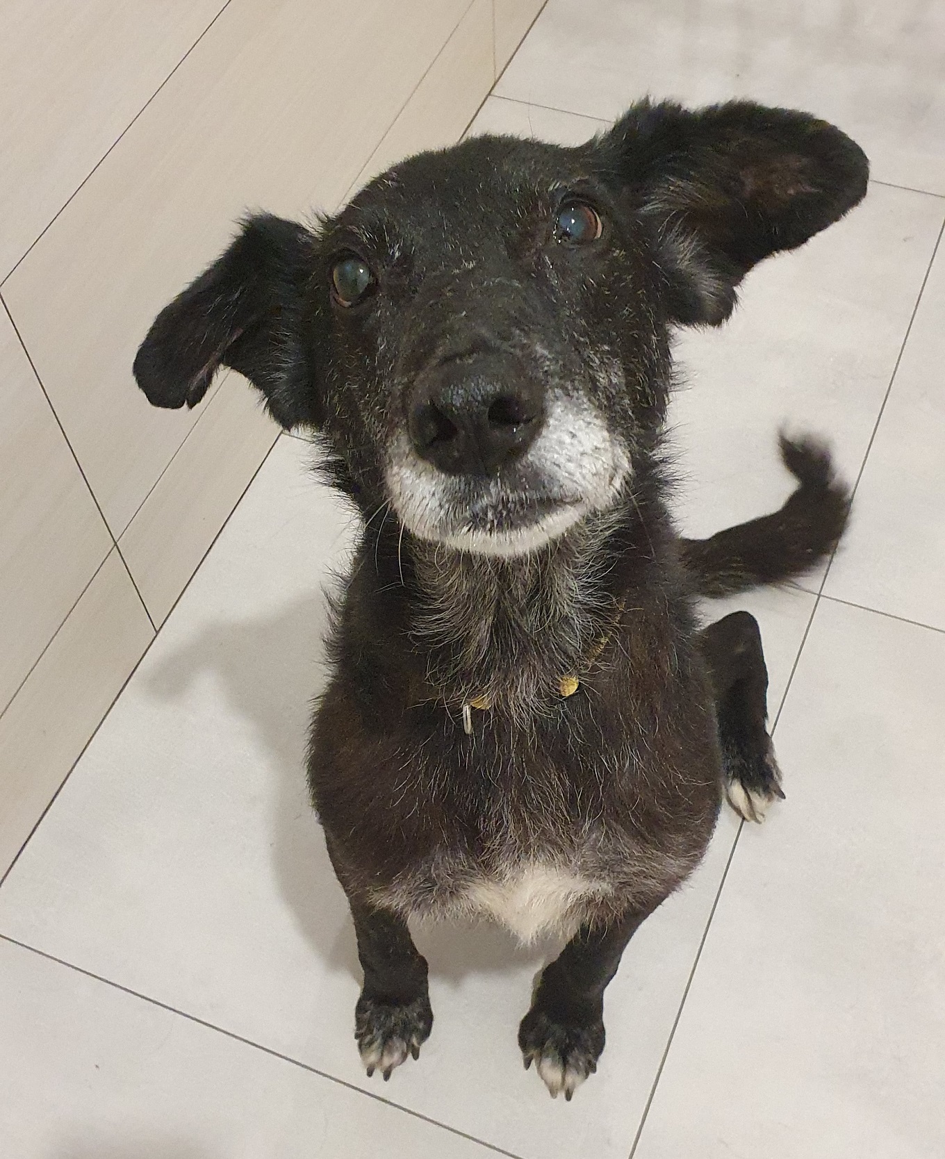 dog sitting still on the floor